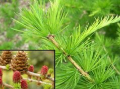 Лиственница: какие существуют виды для ландшафтного дизайна