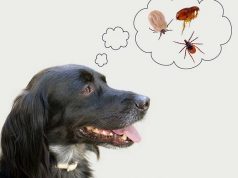 Таблетки от блох и клещей для животных