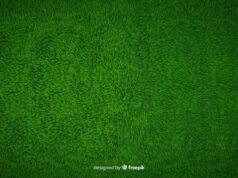 Виды натурального газона: классификация, особенности и применение, особенности ухода
