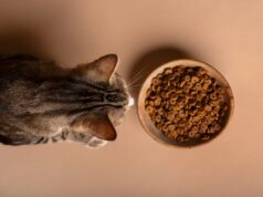 Выбор сухого и влажного корма для кошек: основные правила