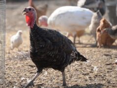 Юрист Бочаров рассказал, какую птицу и животных можно держать на дачном участке