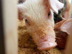 Елена Браун: Суд может запретить держать свиней в квартире после жалоб соседей