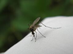 Российские туристы стали заражаться лихорадкой денге на Мальдивах