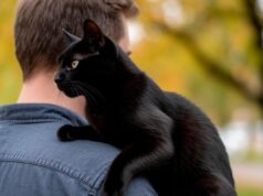 Участник СВО из Ленобласти пообещал миллион рублей за спасение своего кота-фронтовика