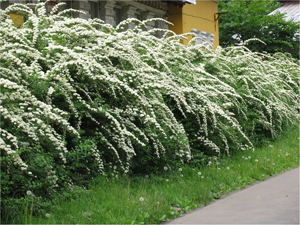 Быстрорастущая живая изгородь