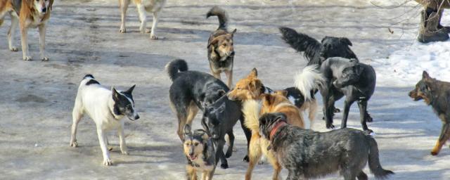 На Сахалине учащийся школы спасся от бродячих собак бегством