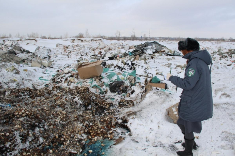 Организатор куриной свалки в Омске может попасть под выплату штрафа в размере до 400 тысяч рублей