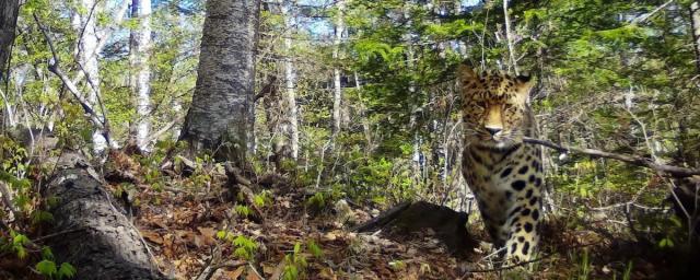 Самое унылое свидание редких леопардов запечатлела фотоловушка в нацпарке «Земля леопарда»