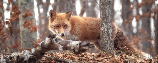 Специалист Подвинцева рассказала о правилах поведения при встрече с лисой и кабаном