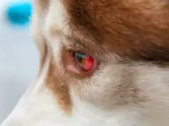 У собаки опух глаз: причины и что делать